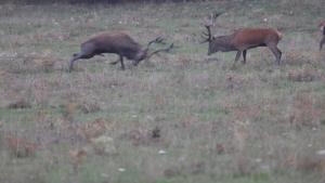 20241006_brame du cerf-2-vignette.jpg